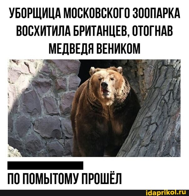 УБОРЩИЦА МОСКОВСКОГО ЗООПАРКА ВОСХИТИЛА БРИТАНЦЕВ, ОТОГНАВ
_ МЕДВЕДЯ ВЕНИКОМ
ПО ПОМЫТОМУ ПРОШЕЛ