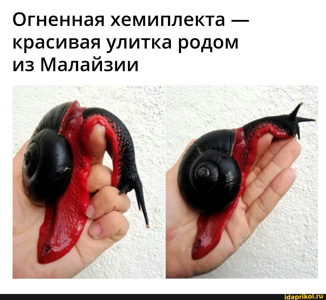 Огненная хемиплекта - красивая улитка родом из Малайзии