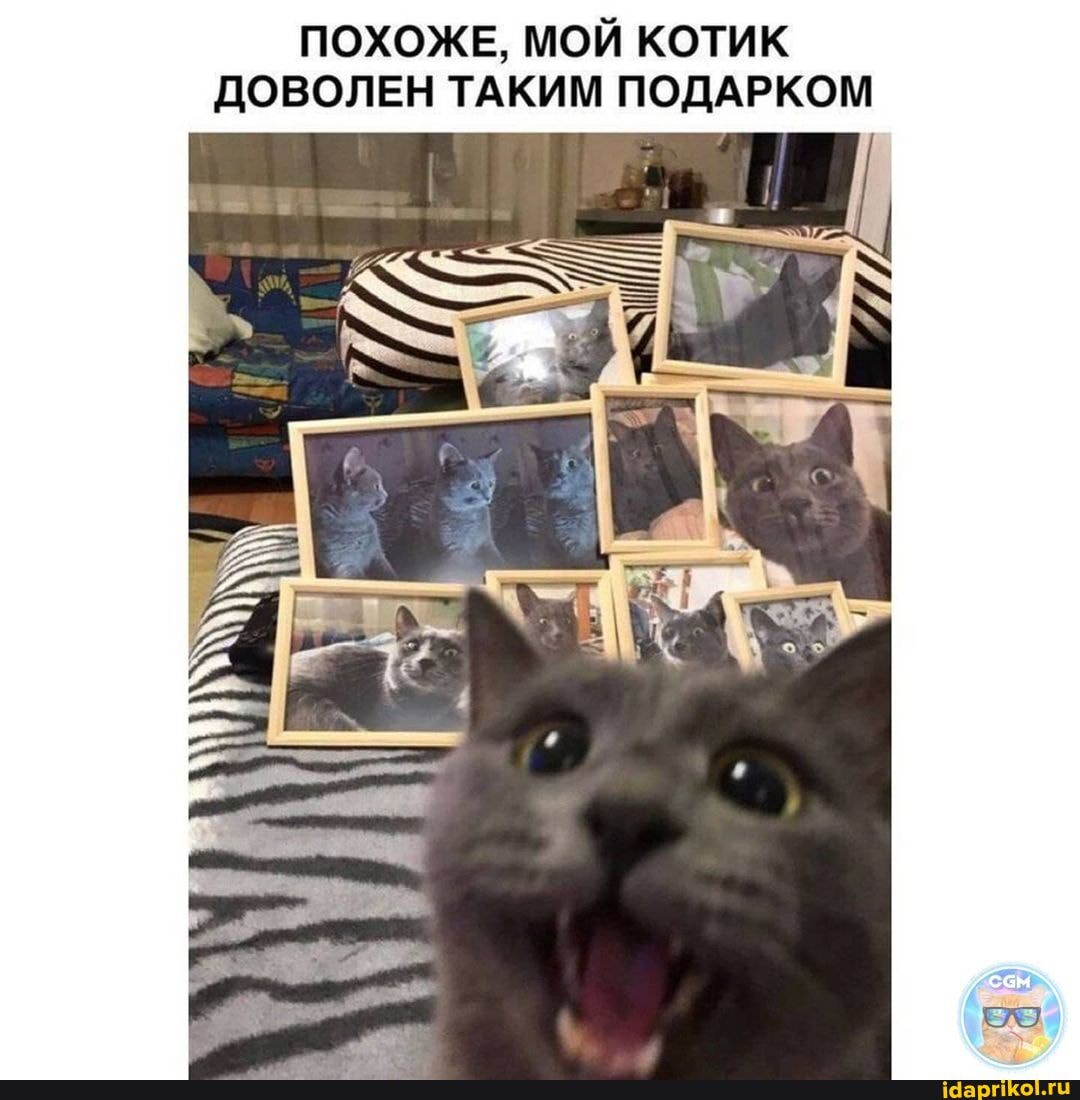 ПОХОЖЕ, МОЙ КОТИК ДОВОЛЕН ТАКИМ ПОДАРКОМ
