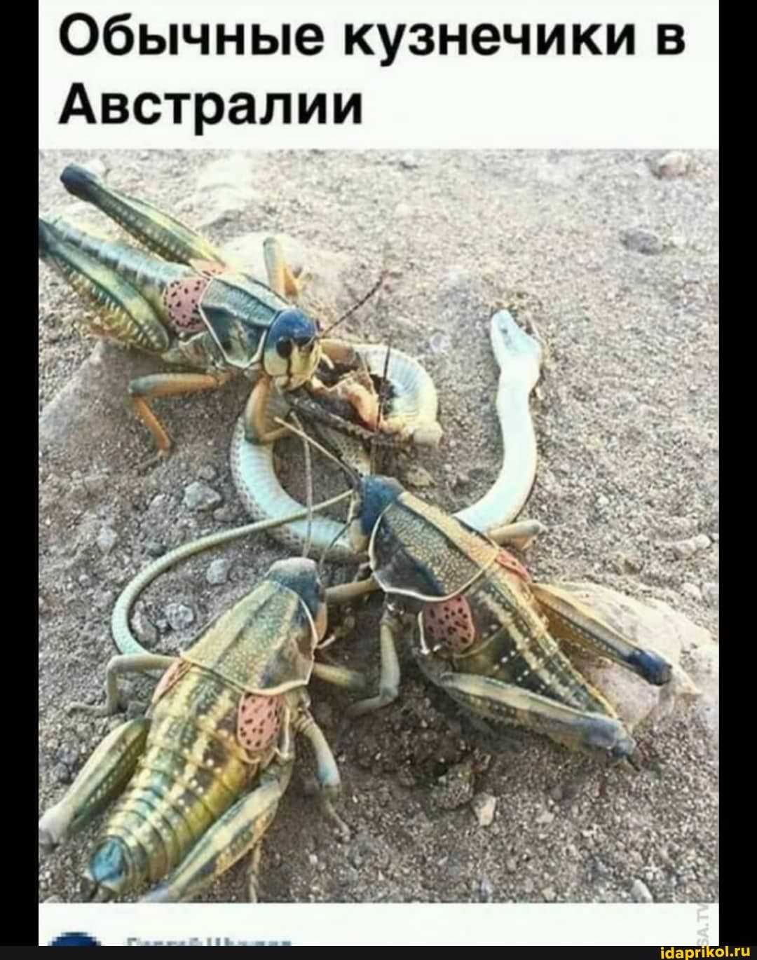 Обычные кузнечики в
Австралии