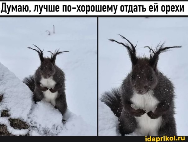 Думаю, лучше по-хорошему отдать ей орехи