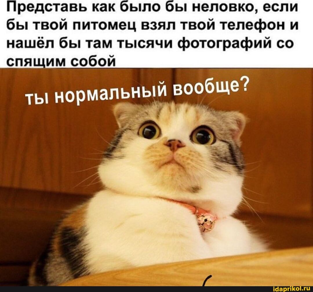 Представь как было бы неловко, если бы твой питомец взял твой телефон и
нашёл бы там тысячи фотографий со спящим собой
ты норм вообще: