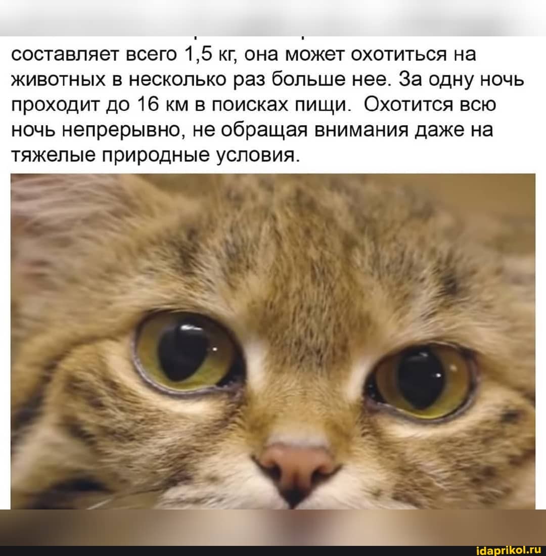 составляет всего 1,5 кг, она может охотиться на животных в несколько раз больше нее. За одну ночь проходит до 16 км в поисках пищи. Охотится всю ночь непрерывно, не обращая внимания даже на тяжелые природные условия.