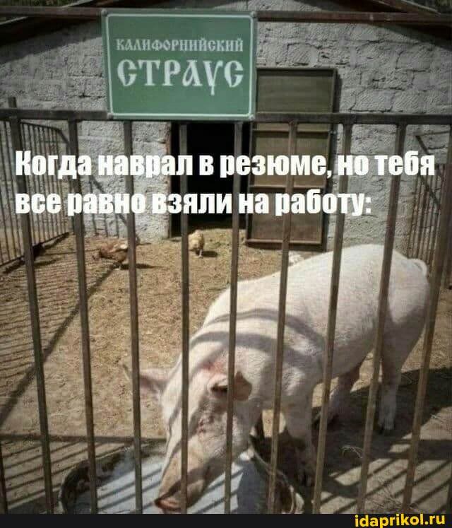 Когда навпал в резюме, но тебя все равно взяли на работу: