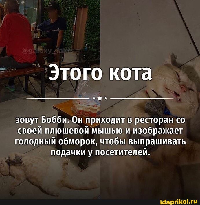 Этого кота
зовут Бобби. Он приходит в ресторан со
своей плюшевой мышью и изображает
голодный обморок, чтобы выпрашивать подачки у посетителей.