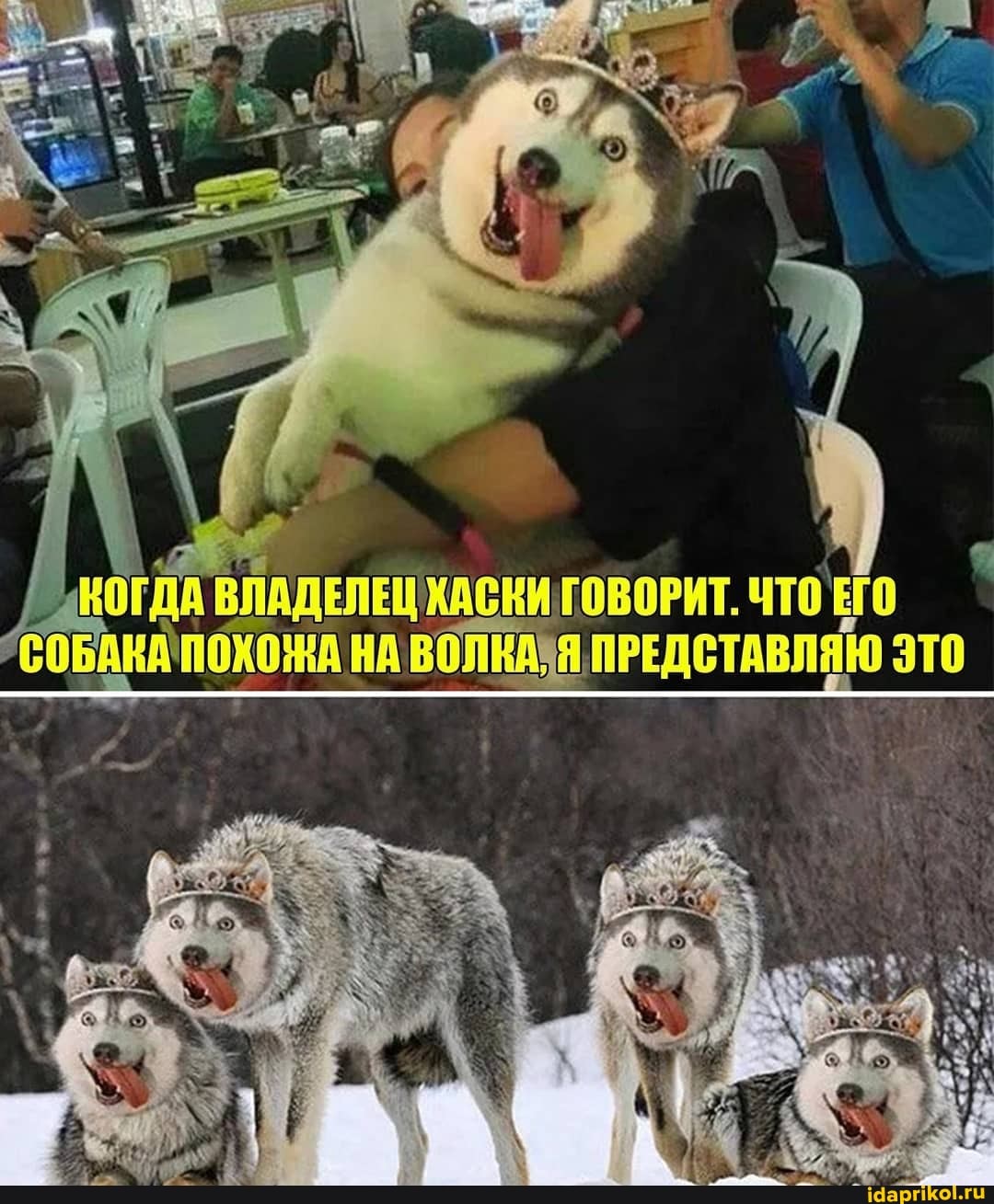 КОГДА ВЛАДЕЛЕЦ ХАСКИ ГОВОРИТ. ЧТО ЕГО СОБАКАПОХОНА НА Я ПРЕДСТАВЛЯЮ