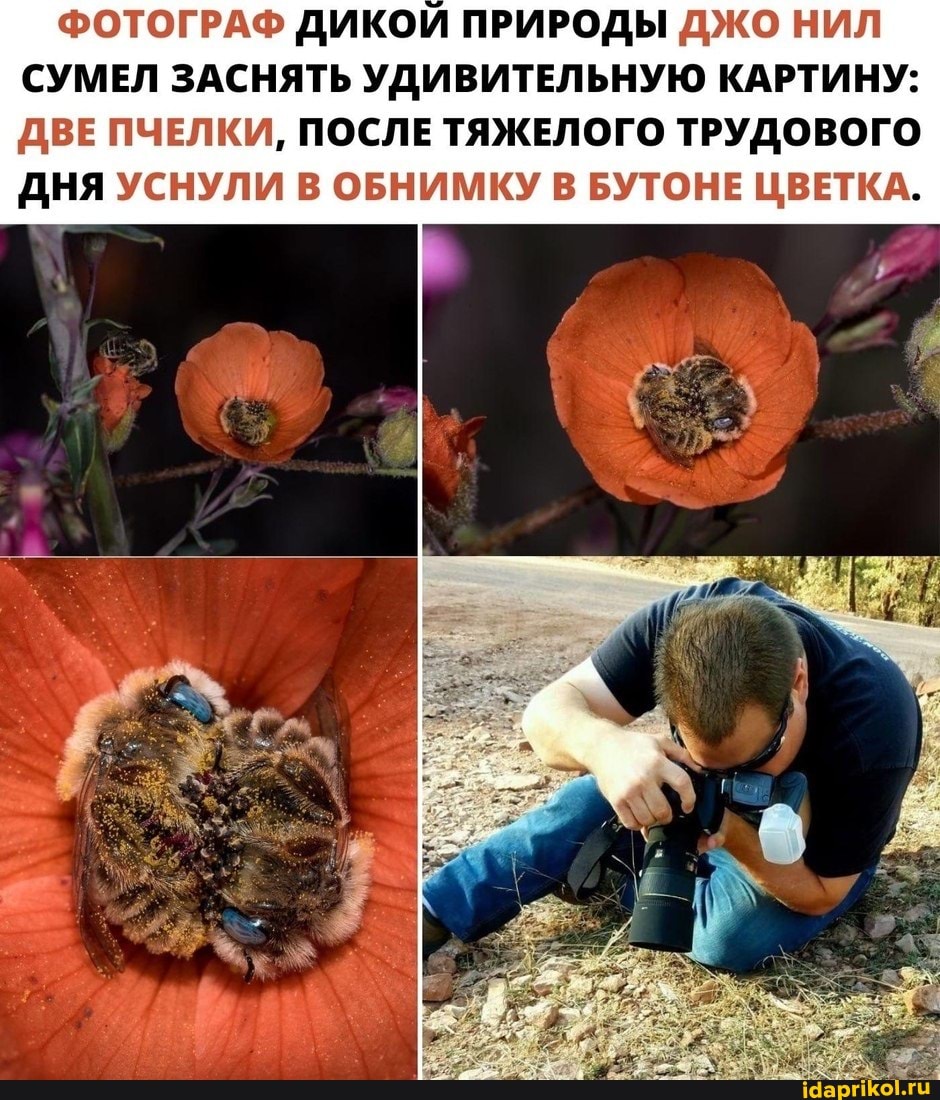 ФОТОГРАФ ДИКОЙ ПРИРОДЫ ДЖО НИЛ СУМЕЛ ЗАСНЯТЬ УДИВИТЕЛЬНУЮ КАРТИНУ:
ДВЕ ПЧЕЛКИ, ПОСЛЕ ТЯЖЕЛОГО ТРУДОВОГО ДНЯ УСНУЛИ В ОБНИМКУ В БУТОНЕ ЦВЕТКА.