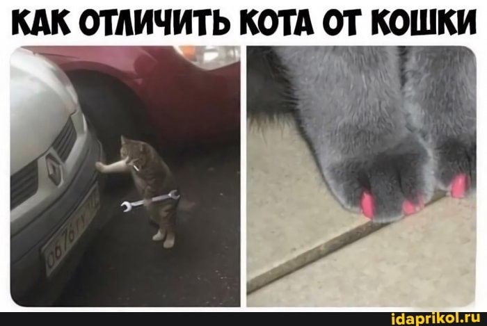 КАК ОТЛИЧИТЬ КОТА от КОШКИ
