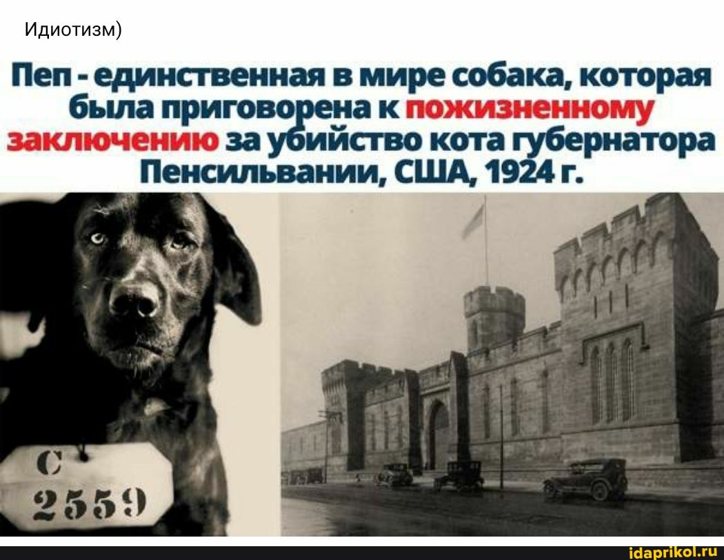 Идиотизм)
Пеп - единственная в мире собака, которая была приговорена к пожизненному заключению за убийство кота рнатора
Пенсильвании, США, 1924 г.