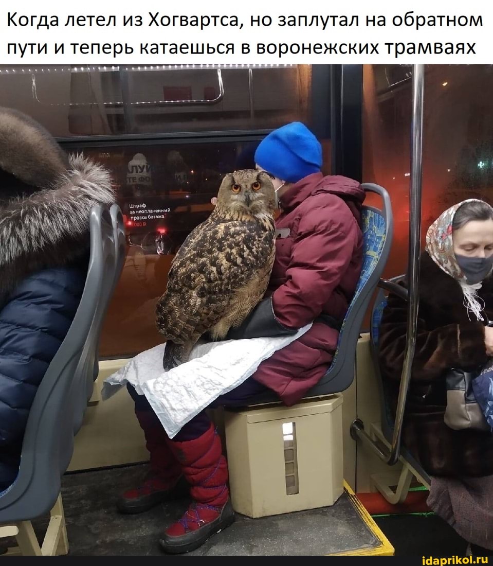 Когда летел из Хогвартса, но заплутал на обратном пути и теперь катаешься в воронежских трамваях