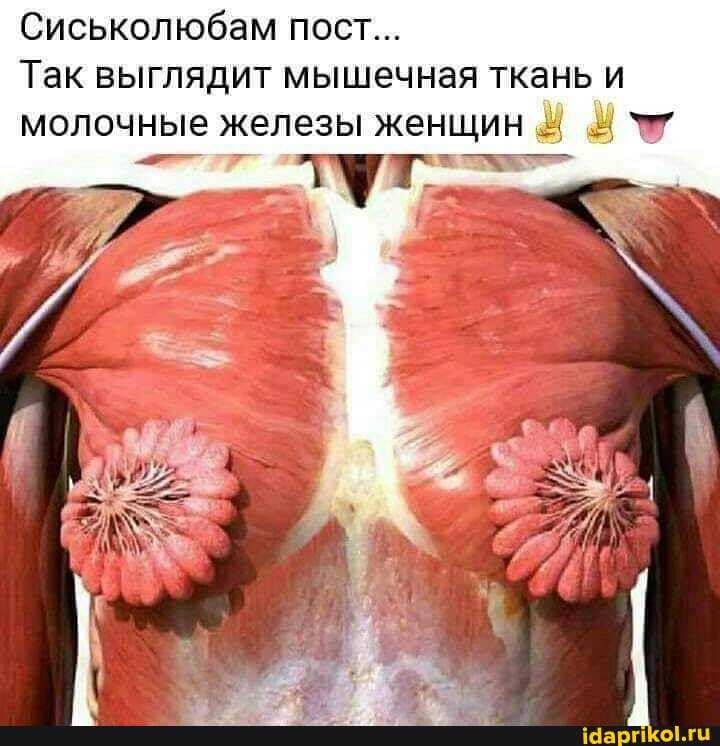 Сиськолюбам пост...
Так выглядит мышечная ткань и молочные железы женщин