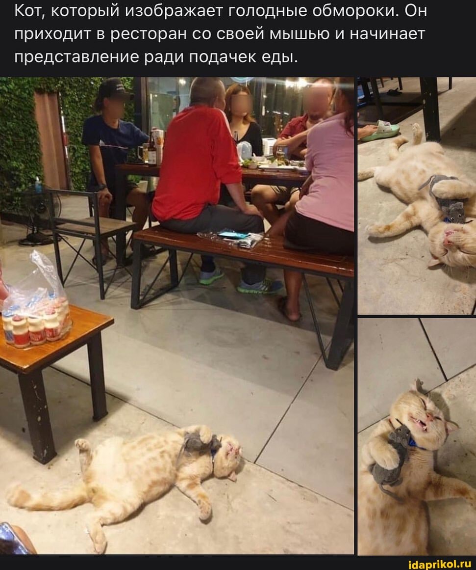 Кот, который изображает голодные обмороки. Он приходит в ресторан со своей мышью и начинает представление ради подачек еды.