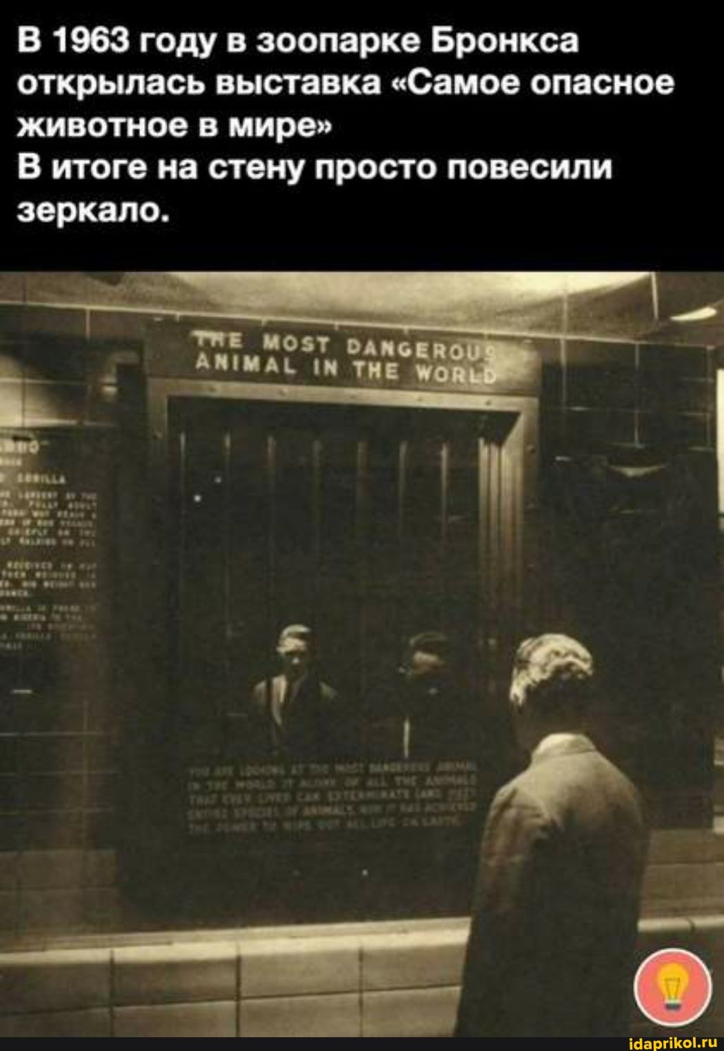 В 1963 году в зоопарке Бронкса открылась выставка "Самое опасное животное в мире"
В итоге на стену просто повесили зеркало.
МОЗТ
