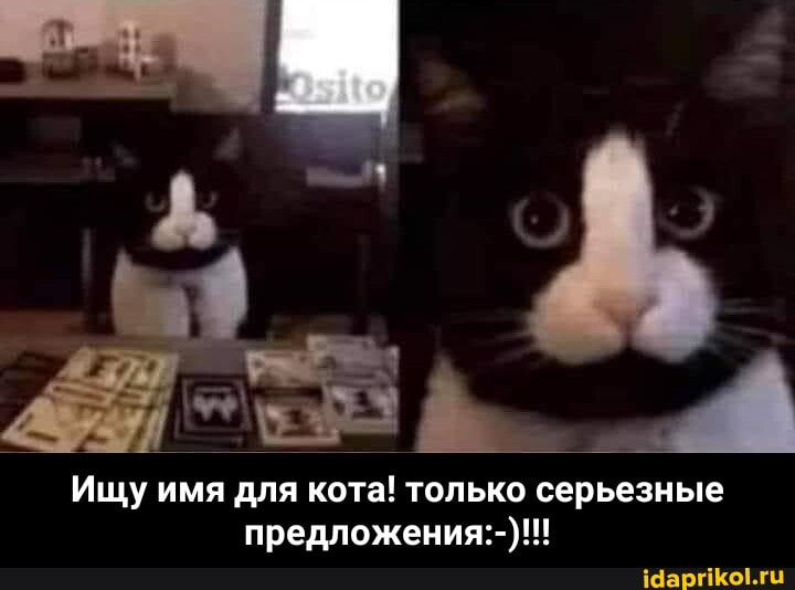 Ищу имя для кота! только серьезные предложения:-)!!! - Ищу имя для кота! только серьезные предложения:-)!!!