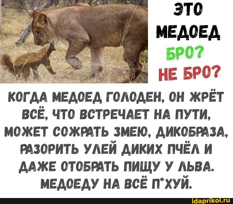 это
МЕДОЕД
НЕ КОГДА МЕДОЕД ГОЛОДЕН, ОН ЖРЁТ ВСЁ, ЧТО ВСТРЕЧАЕТ НА ПУТИ,
МОЖЕТ СОЖРАТЬ ЗМЕЮ, ДИКОБРАЗА,
РАЗОРИТЬ УЛЕЙ ДИКИХ ПЧЁЛ И ДАЖЕ ОТОБРАТЬ ПИЩУ У ЛЬВА.
МЕДОЕДУ НА ВСЁ