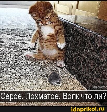 Серое. Лохматое. Волк что ли?