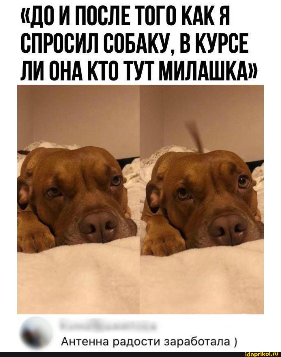 "ДО И ПОСЛЕ ТОГО КАК Я СПРОСИЛ СОБАКУ, В КУРСЕ ЛИОНА КТО ТУТ МИЛАШКА"
Антенна радости заработала }