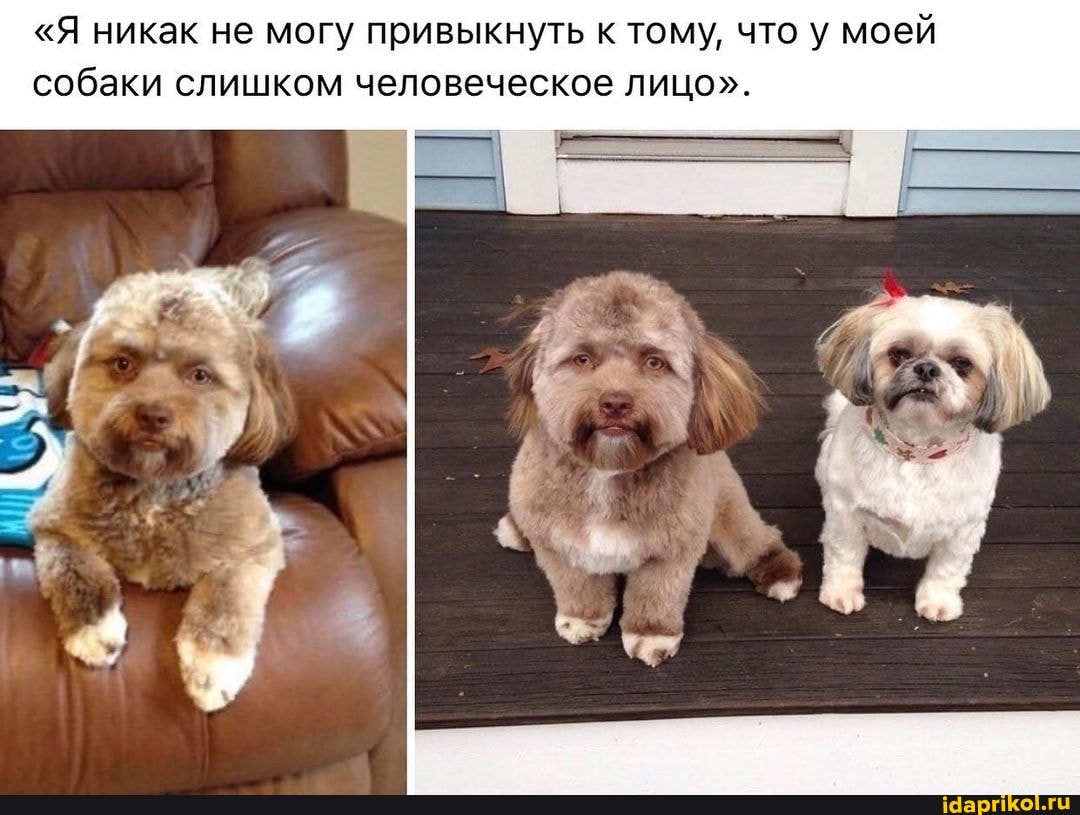 "Я никак не могу привыкнуть к тому, что у моей собаки слишком человеческое лицо".