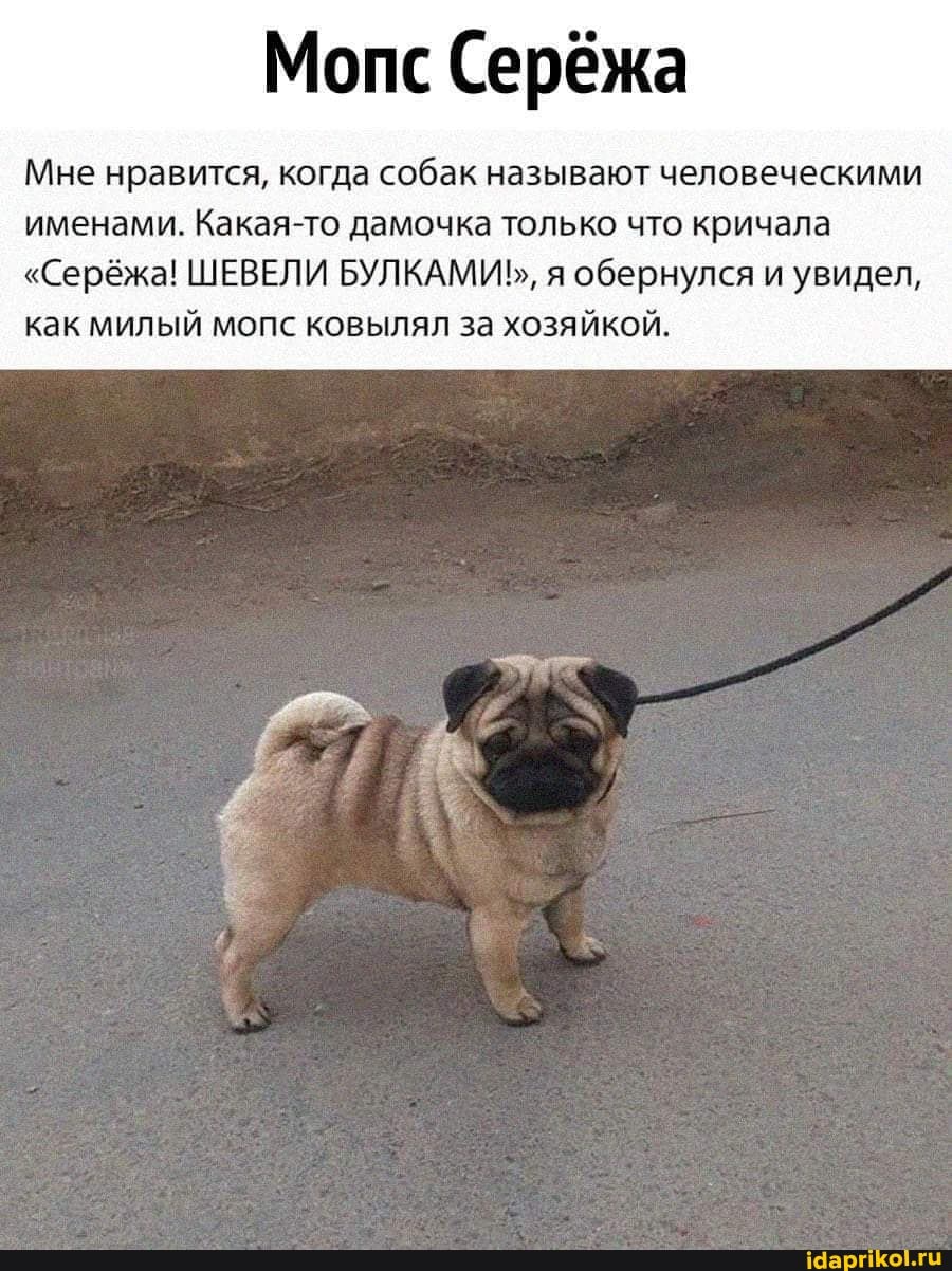 Мопс Серёжа
Мне нравится, когда собак называют человеческими
именами. Какая-то дамочка только что кричала
"Серёжа! ШЕВЕЛИ БУЛКАМИЪ,, я обернулся и увидел, как милый мопс ковылял за хозяйкой.
