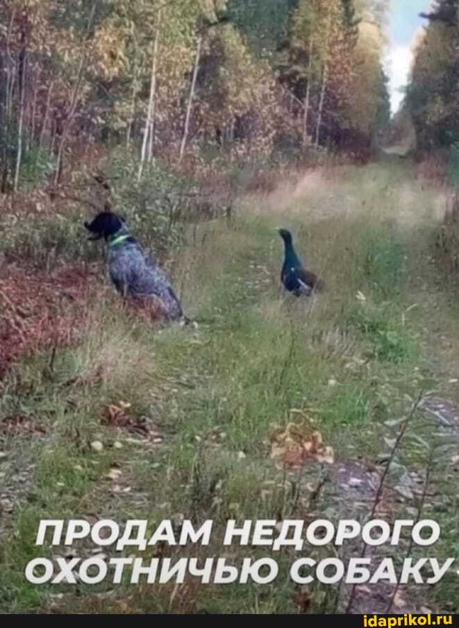 ПРОДАМ НЕДОРОГО. ОР СОБАКУ