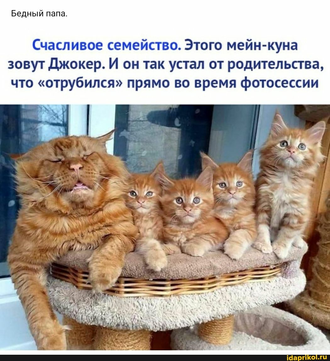 Бедный папа.
Счасливое семейство. Этого мейн-куна зовут Джокер. И он так устал от родительства, что "отрубился" прямо во время фотосессии