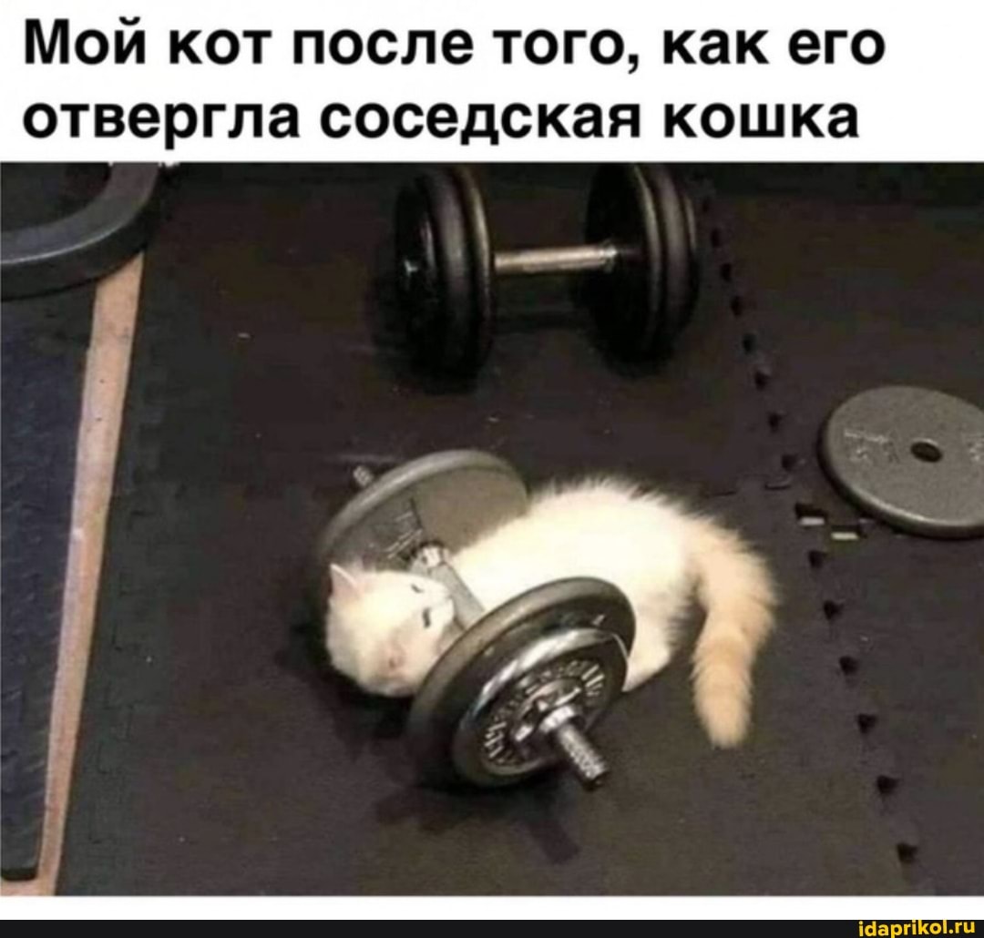 Мой кот после того, как его
отвергла соседская кошка