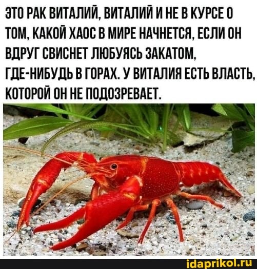 ЭТО РАК ВИТАЛИЙ, ВИТАЛИЙ И НЕ В КУРСЕ ТОМ, КАКОЙ ХАОС В МИРЕ НАЧНЕТСЯ, ЕСЛИ ОН ВДРУГ СВИСНЕТ ЛЮБУЯСЬ ЗАКАТОМ,
ГДЕ-НИБУДЬ В ГОРАХ. У ВИТАЛИЯ ЕСТЬ ВЛАСТЬ,
КОТОРОЙ ОН НЕ ПОДОЗРЕВАЕТ.