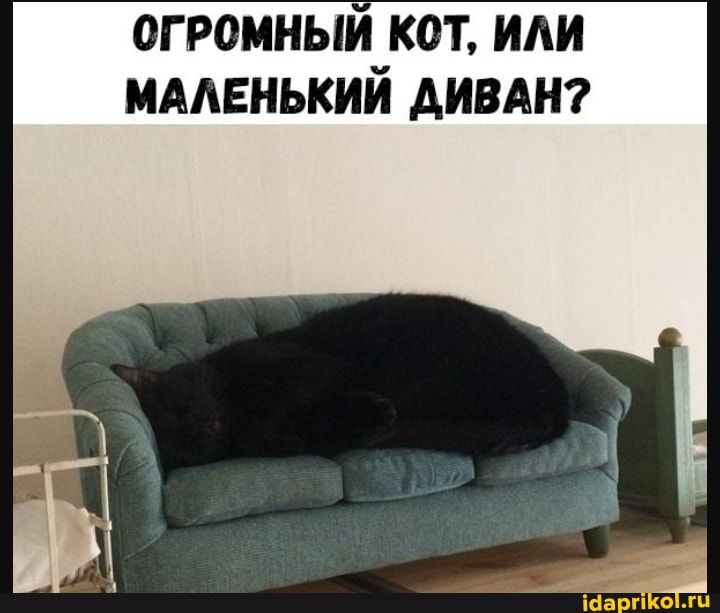 ОГРОМНЫЙ КОТ, ИЛИ МАЛЕНЬКИЙ ДИВАН?
