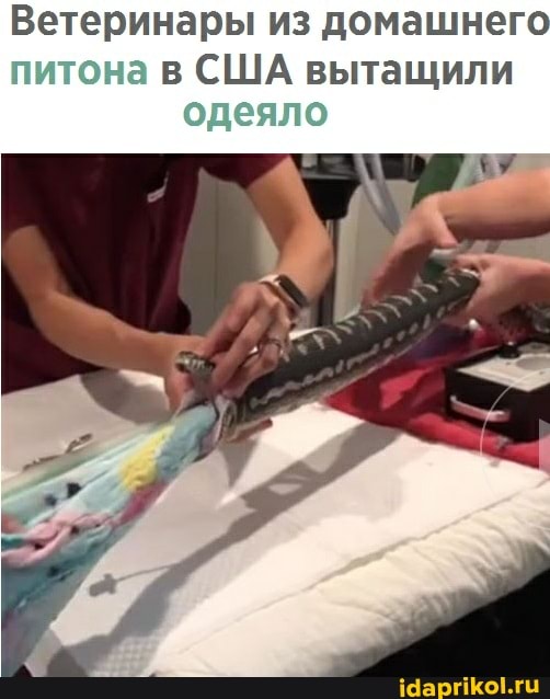Ветеринары из домашнего
питона в США вытащили одеяло