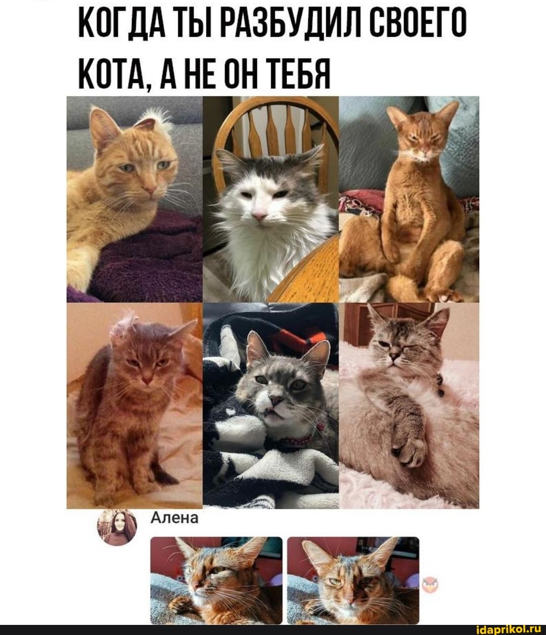 КОГДА ТЫ РАЗБУДИЛ СВОЕГО КОТА, А НЕОН ТЕБЯ