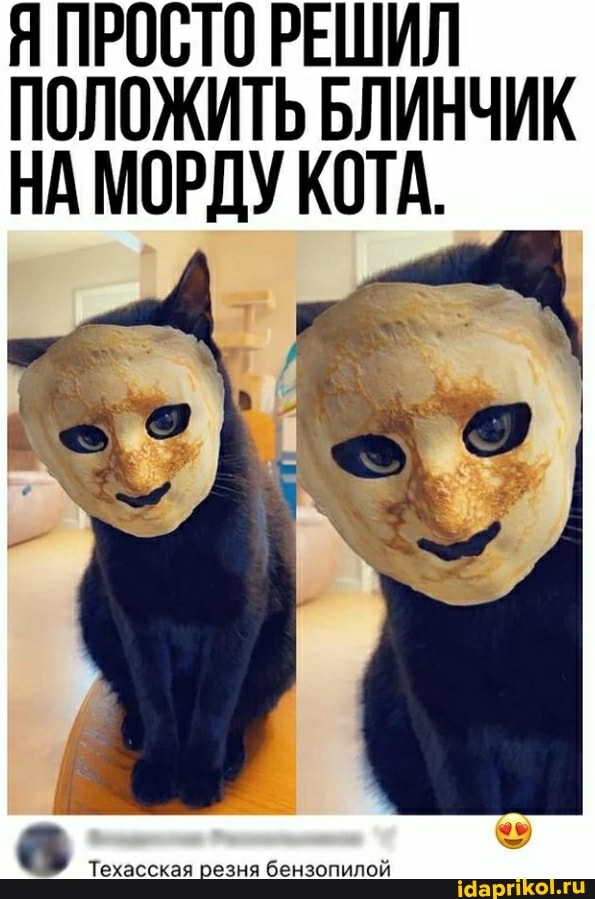Я ПРОСТО РЕШИЛ ПОЛОЖИТЬ БЛИНЧИК НА МОРДУ КОТА.