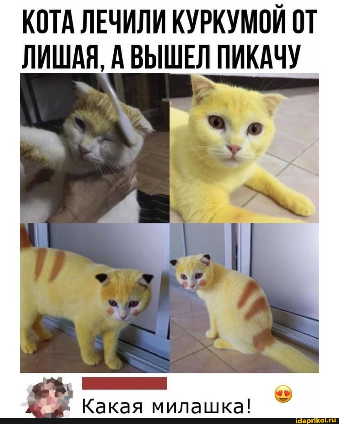 КОТА ЛЕЧИЛИ КУРКУМОЙ ОТ ЛИШАЯ, А ВЫШЕЛ ПИКАЧУ
Какая мипанихка!