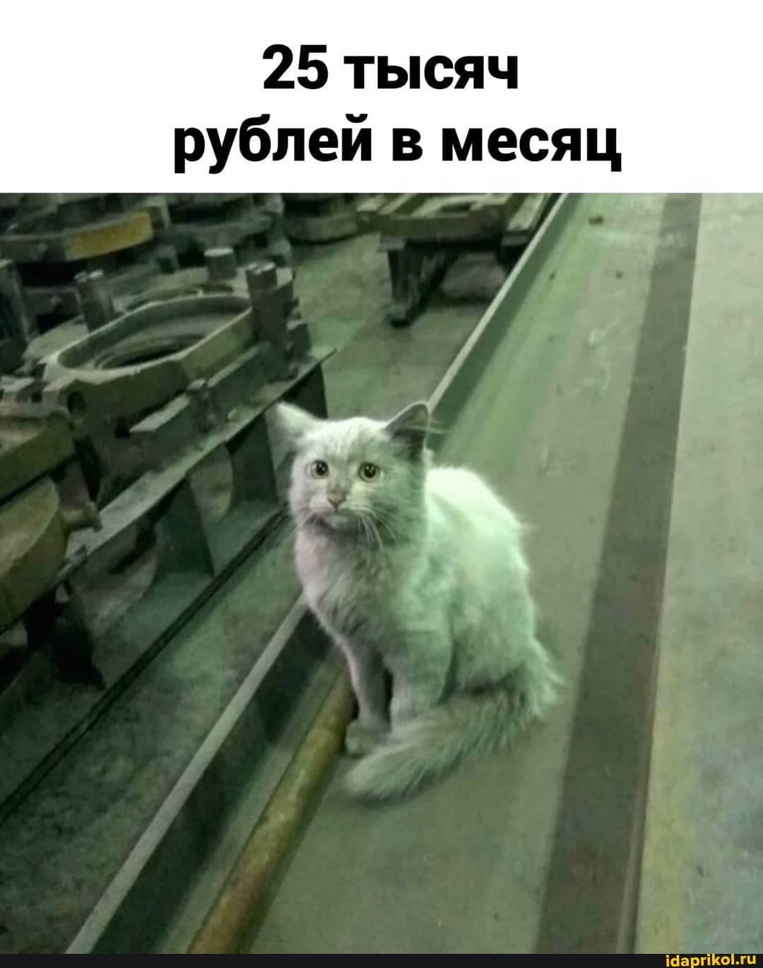 25 тысяч
рублей в месяц
