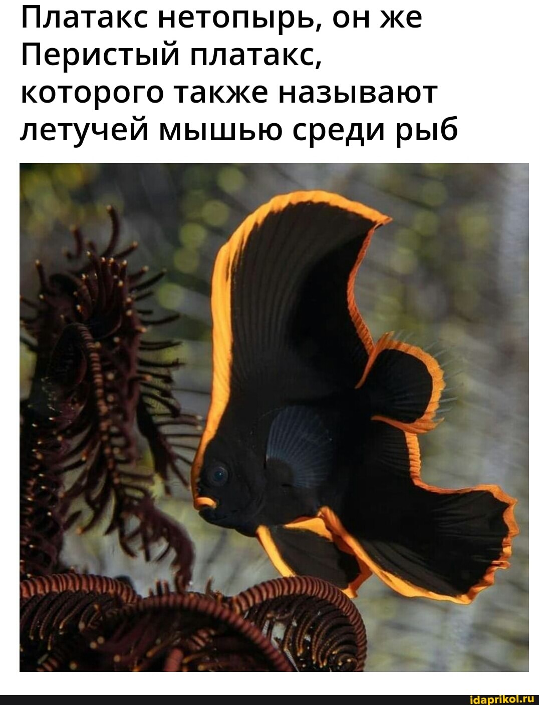 Платакс нетопырь, он же
Перистый платакс, которого также называют летучей мышью среди рыб