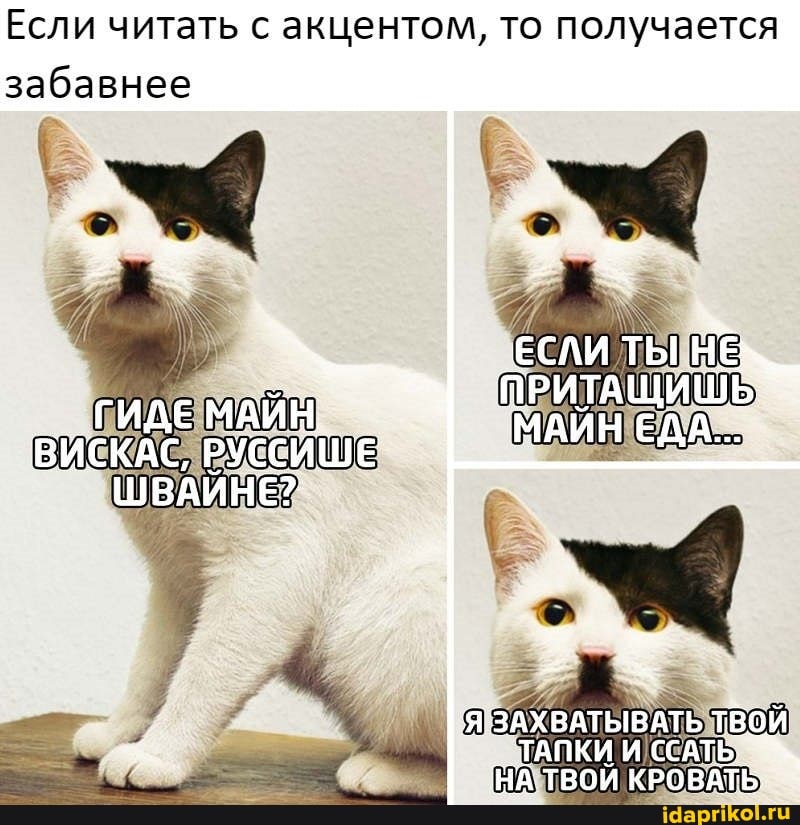 Если читать с акцентом, то получается забавнее
ЕСЛИ ТЫ ПРИТАЩИШЬ""
ГИДЕ МАИН МАЙН ЕДА ВИСКАС, РУССИШЕ ШВАЙНЕ?:
ЯЗАХВАТЫВАТЬ ТВОЙ
_ ТАПКИ И ССАТЬ,
НА ТВОЙ КРОВАТЬ,