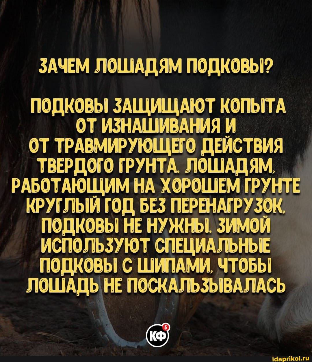 ЗАЧЕМ ЛОШАДЯМ ПОДКОВЫ?
ПОДКОВЫ ЗАЩИЩАЮТ КОПЫТА ОТ ИЗНАШИВАНИЯ И
ОТ ТРАВМИРУЮЩЕГО ДЕИСТВИЯ
ТВЕРДОГО ГРУНТА. ЛОШАДЯМ,
РАБОТАЮЩИМ НА ХОРОШЕМ ГРУНТЕ
КРУГЛЫЙ ГОД БЕЗ ПЕРЕНАГРУЗОК,
ПОДКОВЫ НЕ НУЖНЫ. ЗИМОЙ ИСПОЛЬЗУЮТ СПЕЦИАЛЬНЫЕ ПОДКОВЫ С ШИПАМИ, ЧТОБЫ
ЛОШАДЬ НЕ ПОСКАЛЬЗЫВАЛАСЬ