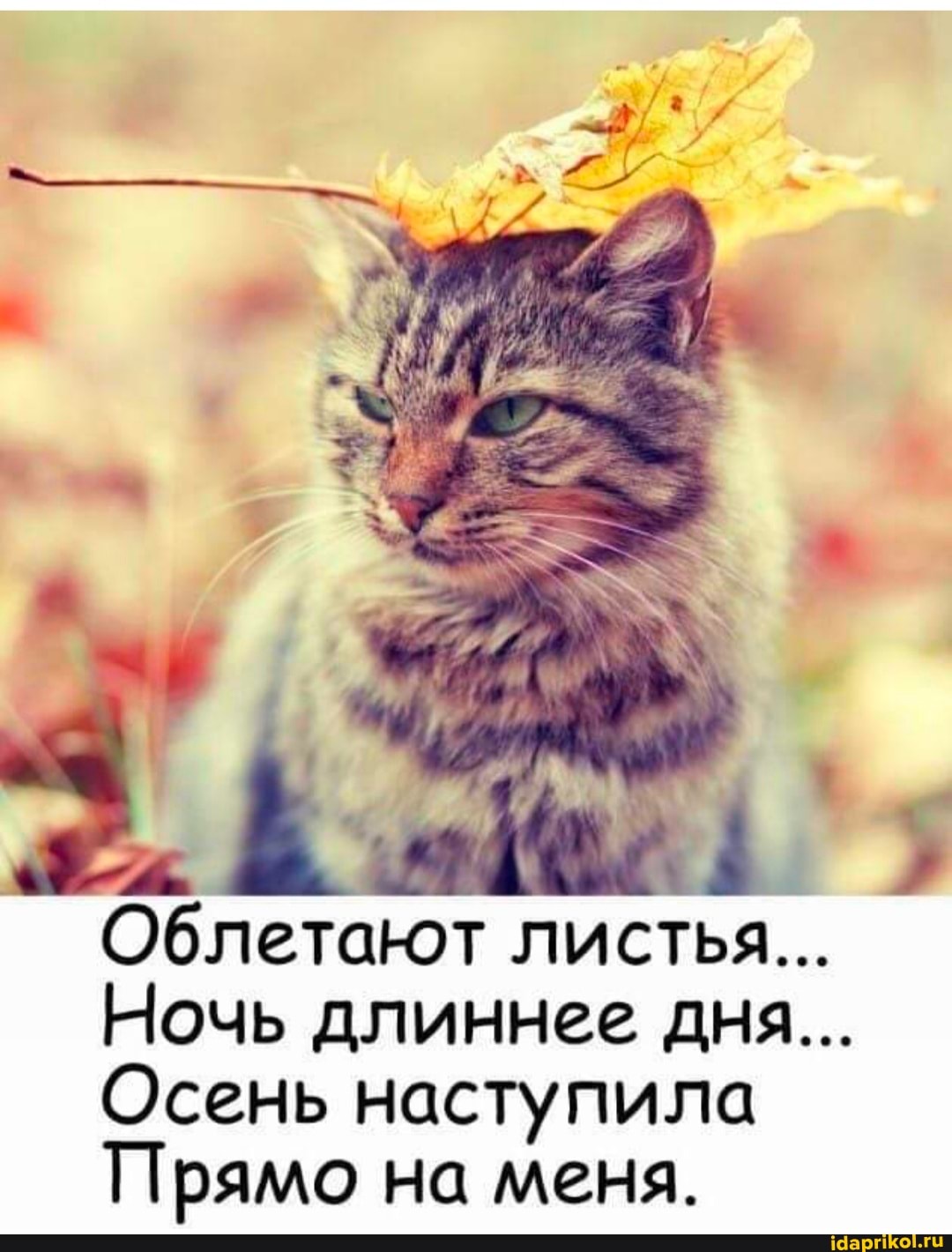 Облетают листья...
Ночь длиннее дня...
Осень наступила
Прямо на меня.