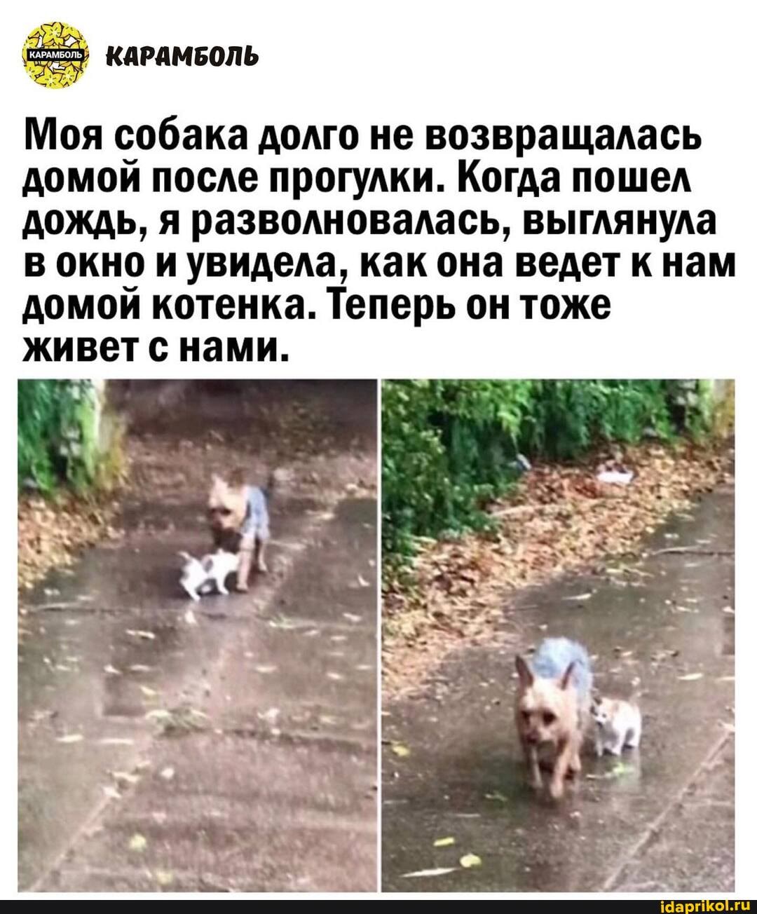 КАРАМБОЛЬ
Моя собака долго не возвращалась домой после прогулки. Когда пошел дождь, я разволновалась, выглянула в окно и увидела, как она ведет к нам домой котенка. Теперь он тоже живет с нами.
