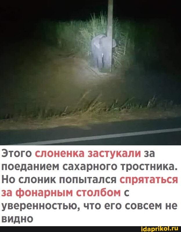 Этого слоненка застукали за поеданием сахарного тростника.
Но слоник попытался спрятаться
за фонарным столбом с уверенностью, что его совсем не видно