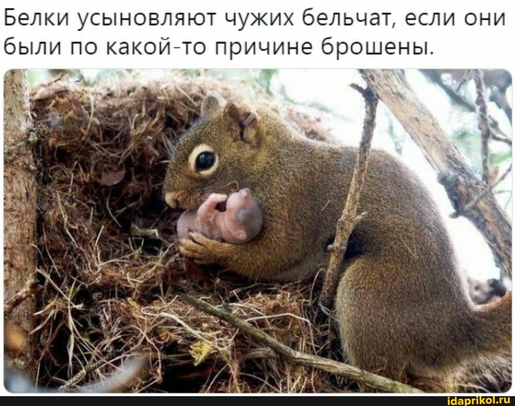 Белки усыновляют чужих бельчат, если они были по какой-то причине брошены.