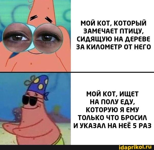 МОЙ КОТ, КОТОРЫЙ
ЗАМЕЧАЕТ ПТИЦУ,
СИДЯЩУЮ НА ДЕРЕВЕ
ЗА КИЛОМЕТР ОТ НЕГО
МОЙ КОТ, ИЩЕТ
НА ПОЛУ ЕДУ,
КОТОРУЮ Я ЕМУ
ТОЛЬКО ЧТО БРОСИЛ
ИУКАЗАЛ НА НЕЁ 5 РАЗ