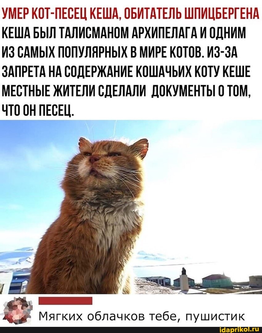 УМЕР КОТ-ПЕСЕЦ КЕША, ОБИТАТЕЛЬ ШПИЦБЕРГЕНА КЕША БЫЛ ТАЛИСМАНОМ АРХИПЕЛАГА И ОДНИМ ИЗ САМЫХ ПОПУЛЯРНЫХ В МИРЕ КОТОВ. ИЗ-ЗА ЗАПРЕТА НА СОДЕРЖАНИЕ КОШАЧЬИХ КОТУ КЕШЕ МЕСТНЫЕ ЖИТЕЛИ СДЕЛАЛИ ДОКУМЕНТЫ 0 ТОМ,
ЧТО ОН ПЕСЕЦ.
Мягких облачков тебе, пушистик