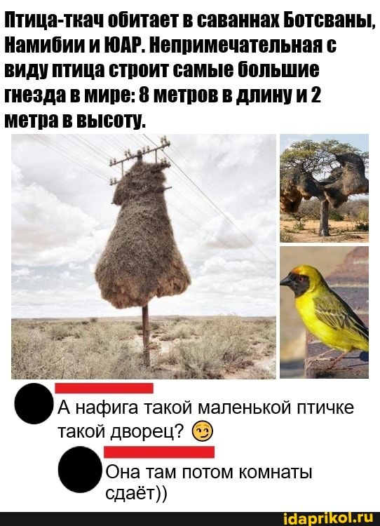 Птица-ткач обитает в саваннах Ботсваны,
Намибии и ЮАР. Непримечательная с виду птица строит самые большие гнезда в мире: 8 метров в длинуи 2 метра в высот).
А нафига такой маленькой птичке такой дворец? @3)
там потом комнаты
сдаёт))