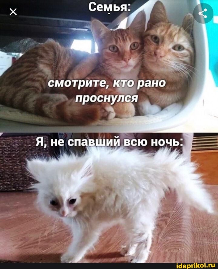 Семья:
смотрите, кто рано проснулся
Я, не спавший всю ночь:
"ч * "ж.