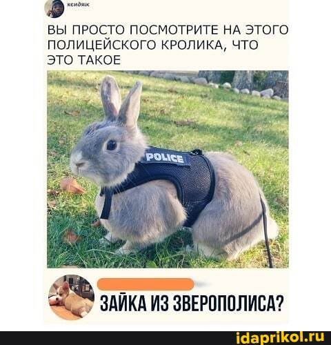 ВЫ ПРОСТО ПОСМОТРИТЕ НА ЭТОГО ПОЛИЦЕЙСКОГО КРОЛИКА, ЧТО ЭТО ТАКОЕ
ЗАЙКА ИЗ ЗВЕРОПОЛИСА?