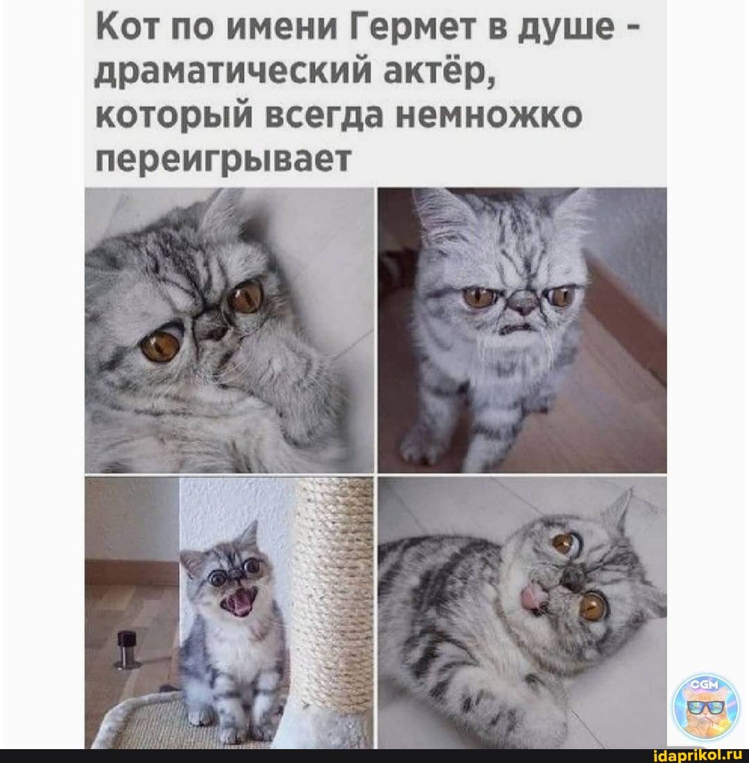 Кот по имени Гермет в душе - драматический актёр, который всегда немножко переигрывает