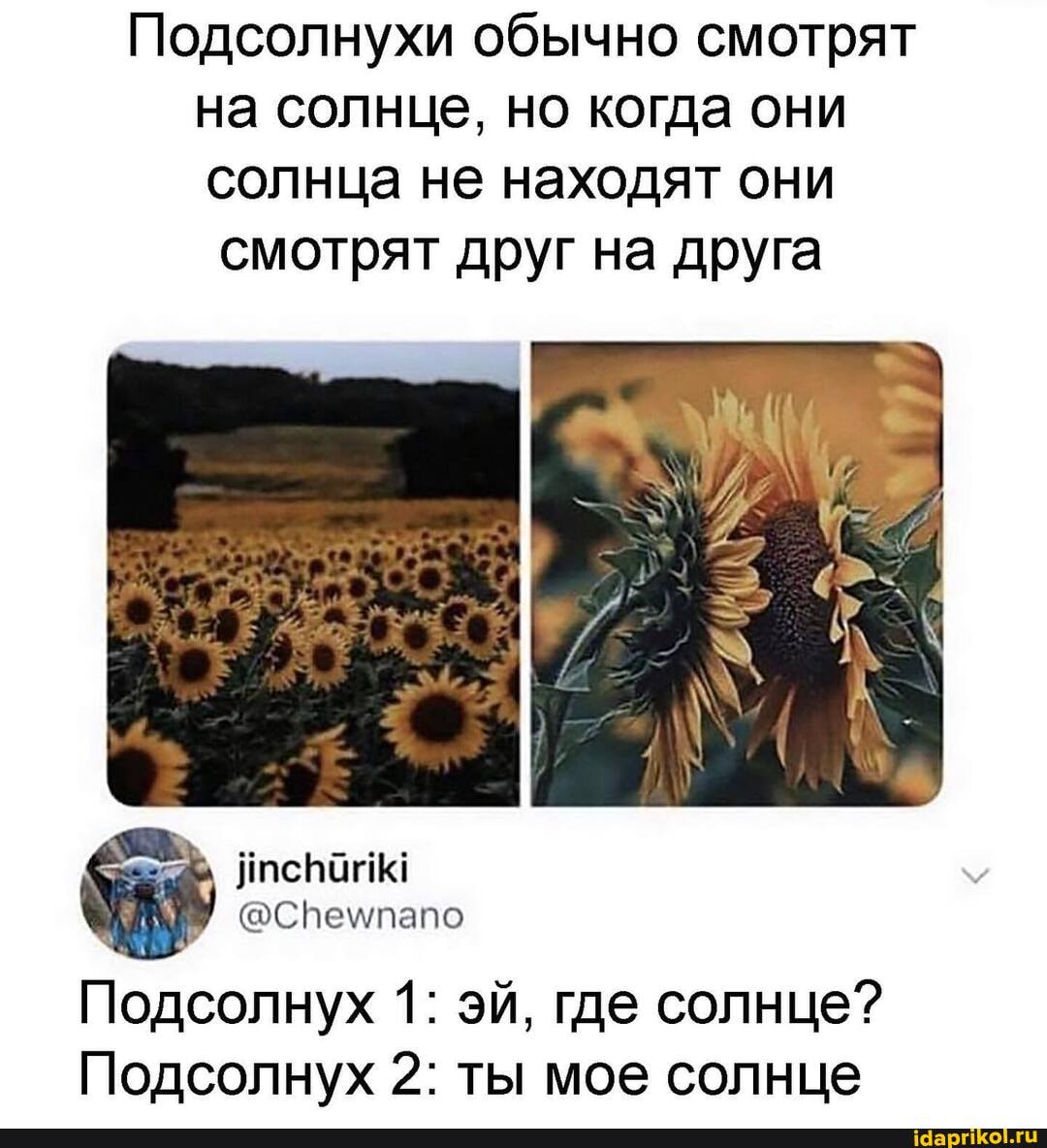 Подсолнухи обычно смотрят на солнце, но когда они солнца не находят они
смотрят друг на друга
ТЕ То)
Подсолнух 1: эй, где солнце?
Подсолнух 2: ты мое солнце