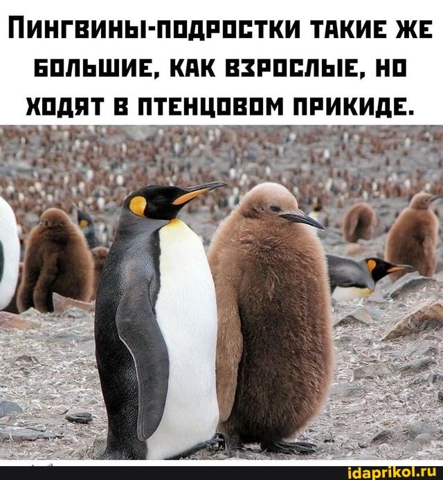 ПИНГВИНЫ-ПОДРОСТКИ ТАКИЕ ЖЕ БОЛЬШИЕ, КАК ВЗРОСЛЫЕ, НО
ПТЕНЦОВОМ