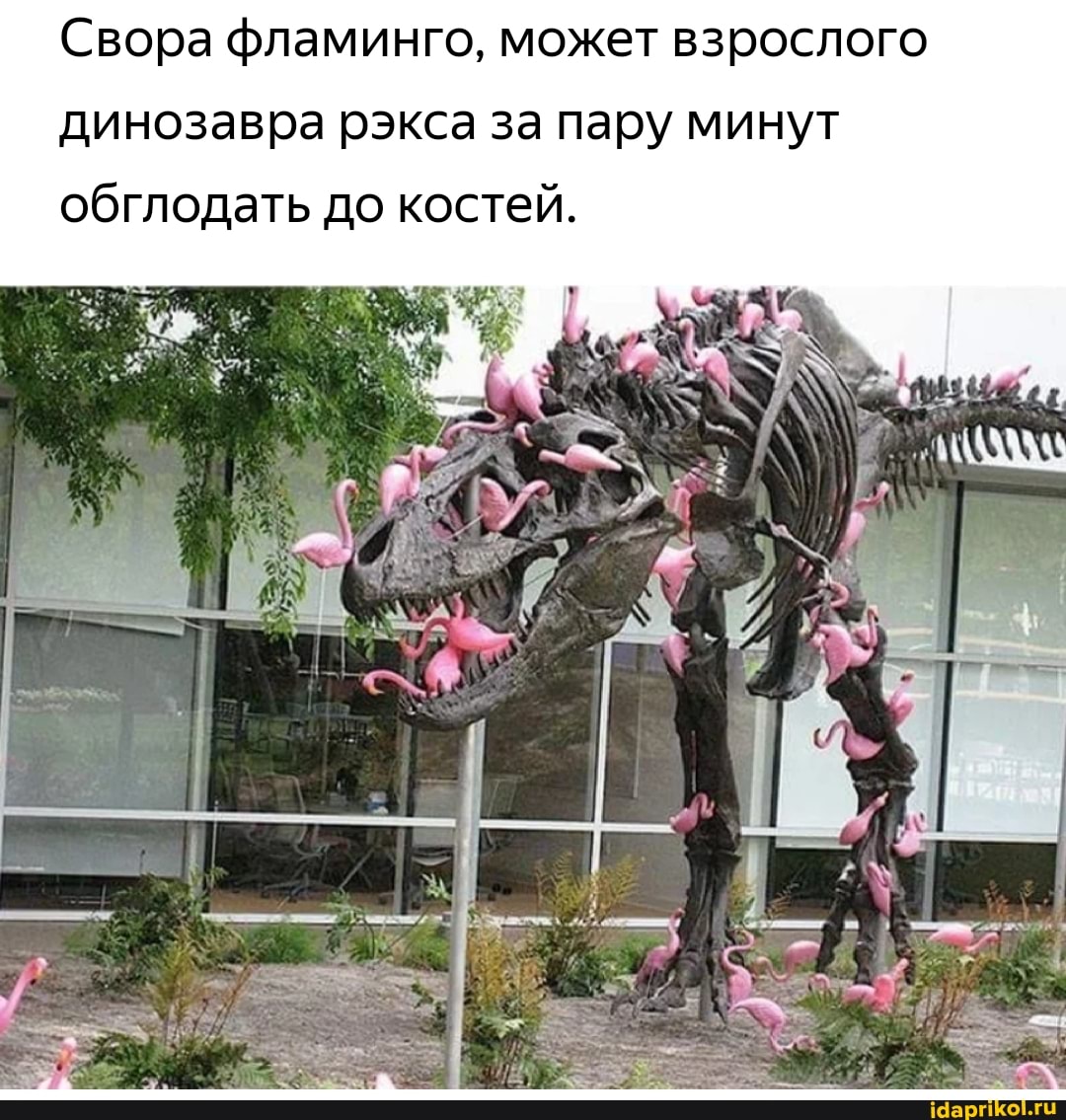 Свора фламинго, может взрослого
динозавра рэкса за пару минут обглодать до костей.