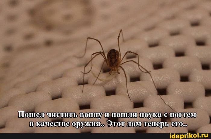 Пошел чистить ванну и назили плука с ногтем в качестве оружия- Этот лом теперь его.,